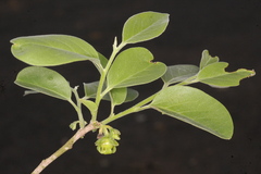 Diospyros montana